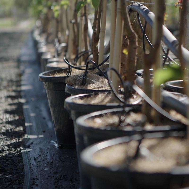 Murray-river-tree-farm-plants-being-watered