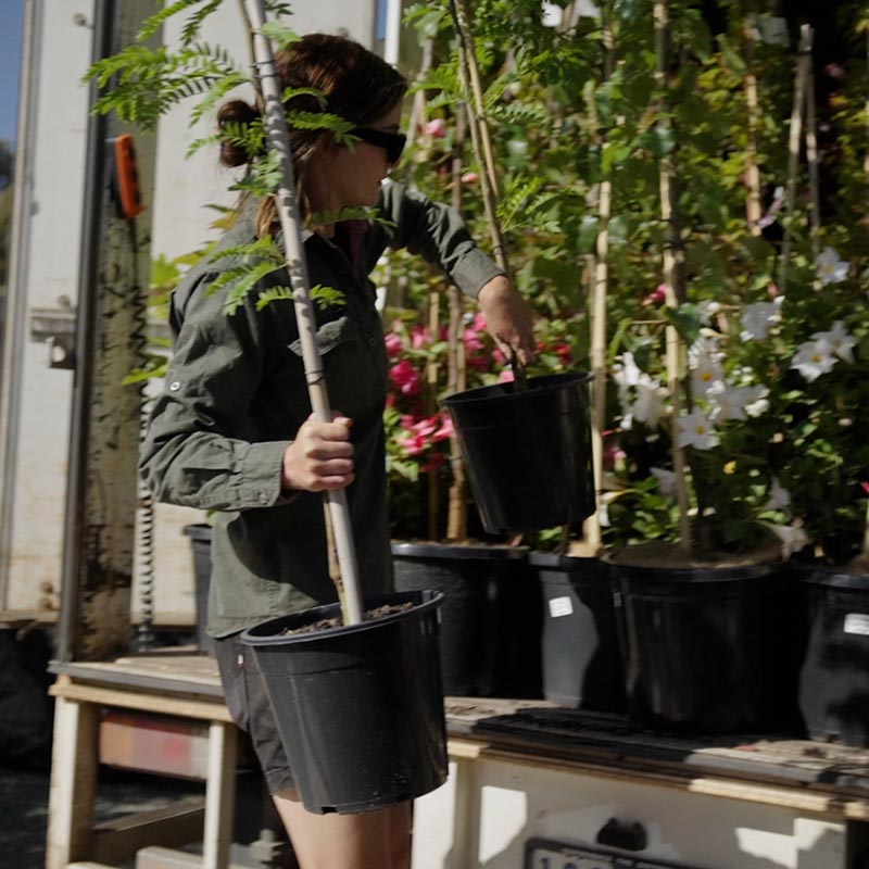 Murray-river-tree-farm-staff-moving-trees-in-pots